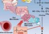 Cleveland Clinic researchers have designed a potential new class of drugs that may reduce cardiovascular risk by targeting a specific microbial pathway in the gut