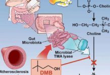 Cleveland Clinic researchers have designed a potential new class of drugs that may reduce cardiovascular risk by targeting a specific microbial pathway in the gut