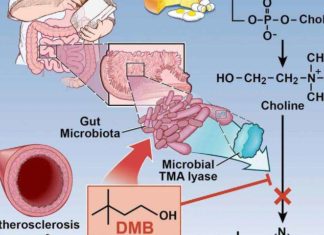 Cleveland Clinic researchers have designed a potential new class of drugs that may reduce cardiovascular risk by targeting a specific microbial pathway in the gut
