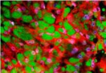 Columbia Engineering team developed a simple, innovative method to directly convert white fat to brown fat