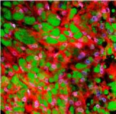 Columbia Engineering team developed a simple, innovative method to directly convert white fat to brown fat