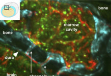 Discovered secret tunnels between the skull and the brain