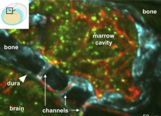 Discovered secret tunnels between the skull and the brain