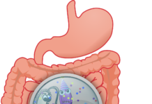 Eating high fibre foods may reduce the effects of stress on our gut and behaviour