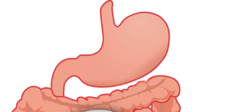 Eating high fibre foods may reduce the effects of stress on our gut and behaviour