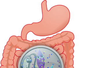 Eating high fibre foods may reduce the effects of stress on our gut and behaviour