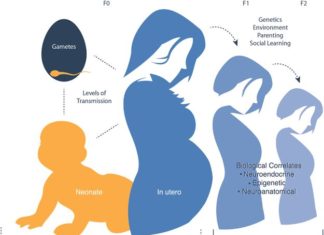 Exposure to an acute stress in utero can have long-term consequences extending into childhood – but only among children in poor households