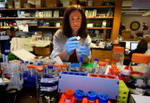 Higher levels of oxidative stress in males results in lower levels of a cofactor needed to make the powerful blood vessel dilator nitric oxide