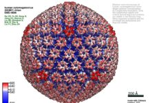 Scientists find a new way to attack herpesviruses – Human cytomegalovirus