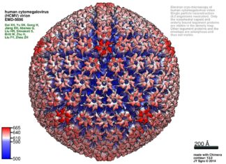 Scientists find a new way to attack herpesviruses – Human cytomegalovirus