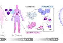 IBM, UCSF, Stanford University, University of Haifa : new research to combat disease-causing viruses