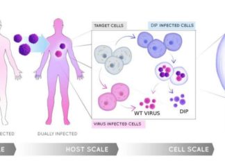 IBM, UCSF, Stanford University, University of Haifa : new research to combat disease-causing viruses