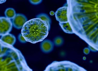 Researchers have found a surprising new explanation of how young brains are shaped for sexual behavior later in life