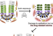 Intestinal myofibroblasts have pumps that protect them from the toxic effects of a wide range of compounds