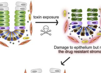 Intestinal myofibroblasts have pumps that protect them from the toxic effects of a wide range of compounds