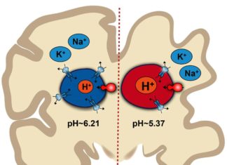 Johns Hopkins Medicine scientists say that pH imbalance in brain cells may contribute to Alzheimer’s disease