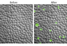 Molecular probe illuminates elusive cancer stem cells in live mice