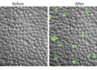 Molecular probe illuminates elusive cancer stem cells in live mice
