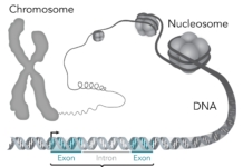 National Cancer Research Centre (CNIO) reveals that human genome could contain up to 20 percent fewer genes