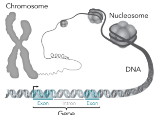 National Cancer Research Centre (CNIO) reveals that human genome could contain up to 20 percent fewer genes