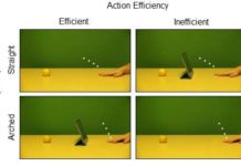 New research shows that humans “see” the actions of others not quite as they really are, but slightly distorted by their expectations.