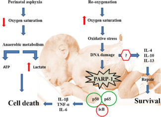 Oxygen deprivation associated with preterm birth leaves telltale signs on the brains of newborns in the form of alterations to cerebellar white matter at the cellular and the physiological levels