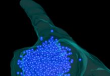 Inside cells, where DNA is packed tightly in the nucleus and rigid proteins keep intricate transport systems on track, some molecules have a simpler way of establishing order