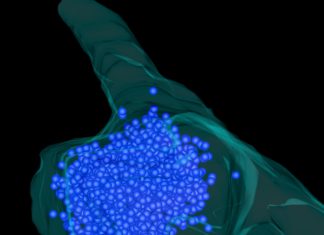 Inside cells, where DNA is packed tightly in the nucleus and rigid proteins keep intricate transport systems on track, some molecules have a simpler way of establishing order