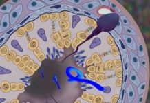 Research published today by a team of Army scientists sheds light on the mechanism of sexual transmission of filoviruses, including Ebola and Marburg virus