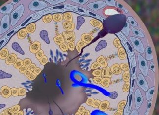 Research published today by a team of Army scientists sheds light on the mechanism of sexual transmission of filoviruses, including Ebola and Marburg virus