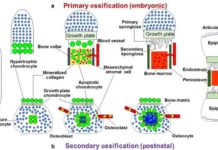 Role of chondrocyte-to-osteoblast transdifferentiation during bone tissue formation