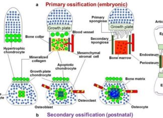 Role of chondrocyte-to-osteoblast transdifferentiation during bone tissue formation