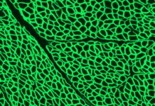 Scientists for the first time have used CRISPR gene editing to halt the progression of Duchenne muscular dystrophy (DMD)