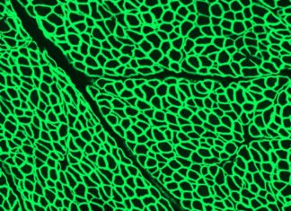 Scientists for the first time have used CRISPR gene editing to halt the progression of Duchenne muscular dystrophy (DMD)