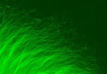 Researchers developed a method to judge the effectiveness of experimental therapies for neurodegeneration