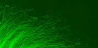 Researchers developed a method to judge the effectiveness of experimental therapies for neurodegeneration