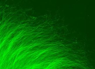 Researchers developed a method to judge the effectiveness of experimental therapies for neurodegeneration