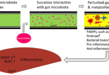 Sucralose is metabolized in the gut producing at least two fat-soluble compounds
