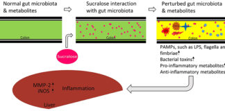 Sucralose is metabolized in the gut producing at least two fat-soluble compounds