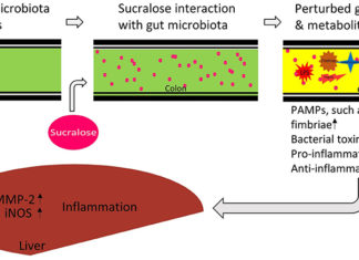 Sucralose is metabolized in the gut producing at least two fat-soluble compounds