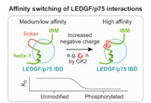 Team of researchers uncover a major new vulnerability of childhood leukemia