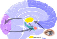 The role of the amygdala in the experience and perception of fear