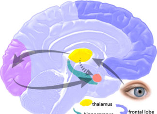 The role of the amygdala in the experience and perception of fear