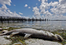 Toxic algae blooms along Florida’s southwestern coast have persisted for months and are taking a deadly toll on marine wildlife