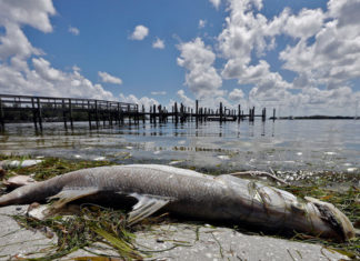 Toxic algae blooms along Florida’s southwestern coast have persisted for months and are taking a deadly toll on marine wildlife