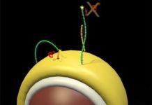 UNSW researchers have discovered a new way to detect cancer
