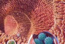 Virus transmission among humans : Researchers discover highly infectious vehicle