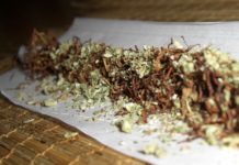 Who use both cannabis and nicotine have greater brain connectivity that those who take one or the other
