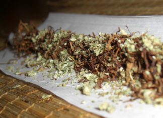 Who use both cannabis and nicotine have greater brain connectivity that those who take one or the other
