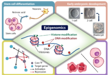 National Institutes of Health Roadmap Epigenomics Project has discovered that DNA methylation involved in gene regulation is largely digital and stochastic